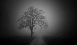 Preview wallpaper tree, road, fog, dark