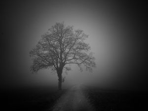 Preview wallpaper tree, road, fog, dark