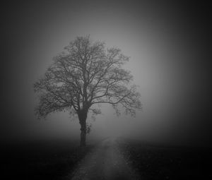 Preview wallpaper tree, road, fog, dark
