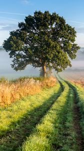 Preview wallpaper tree, road, grass, fog