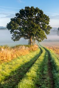 Preview wallpaper tree, road, grass, fog