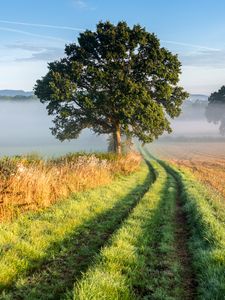 Preview wallpaper tree, road, grass, fog