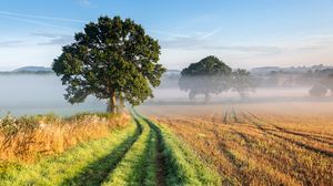 Preview wallpaper tree, road, grass, fog