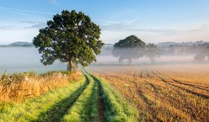 Preview wallpaper tree, road, grass, fog