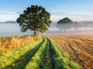 Preview wallpaper tree, road, grass, fog