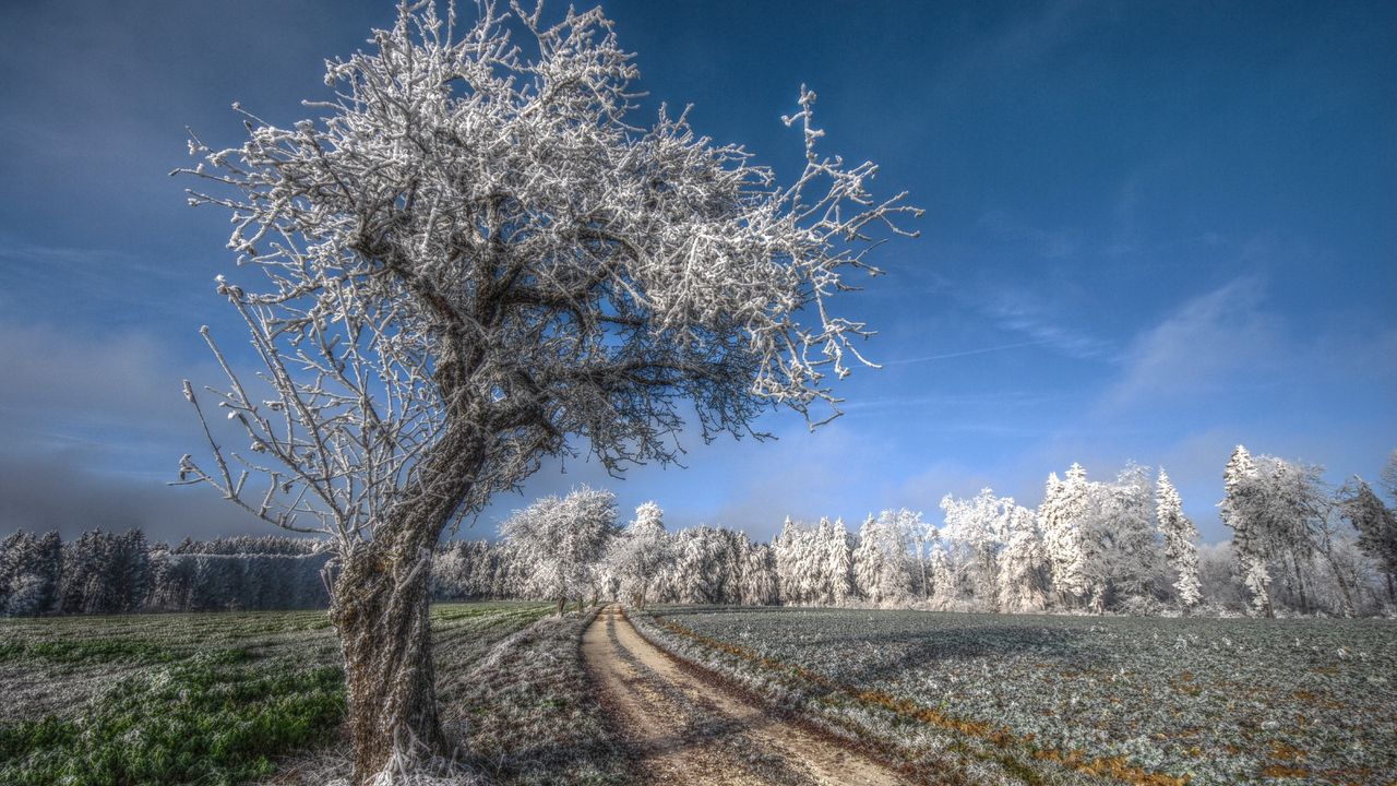 Wallpaper tree, road, hoarfrost, gray hair, cold, frost, november, field, grass, sky, blue, freshness