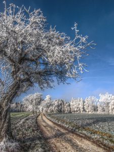 Preview wallpaper tree, road, hoarfrost, gray hair, cold, frost, november, field, grass, sky, blue, freshness