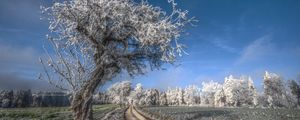 Preview wallpaper tree, road, hoarfrost, gray hair, cold, frost, november, field, grass, sky, blue, freshness