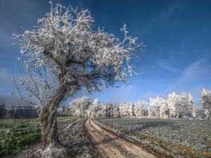 Preview wallpaper tree, road, hoarfrost, gray hair, cold, frost, november, field, grass, sky, blue, freshness