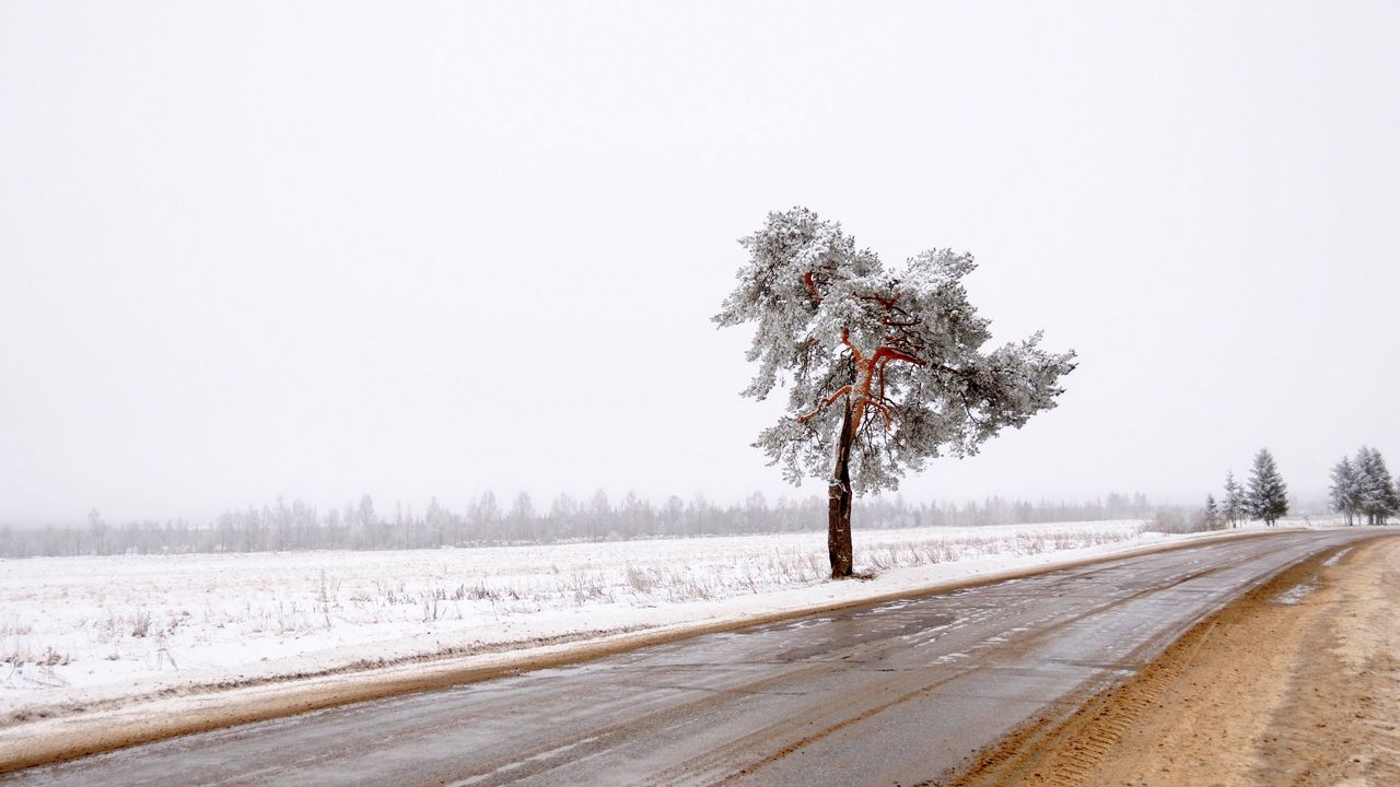 Wallpaper tree, road, lonely, snow, dirt