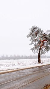 Preview wallpaper tree, road, lonely, snow, dirt