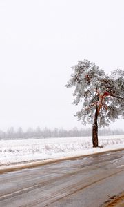 Preview wallpaper tree, road, lonely, snow, dirt