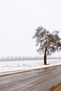 Preview wallpaper tree, road, lonely, snow, dirt