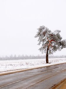 Preview wallpaper tree, road, lonely, snow, dirt