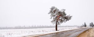 Preview wallpaper tree, road, lonely, snow, dirt