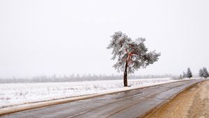 Preview wallpaper tree, road, lonely, snow, dirt