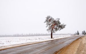 Preview wallpaper tree, road, lonely, snow, dirt