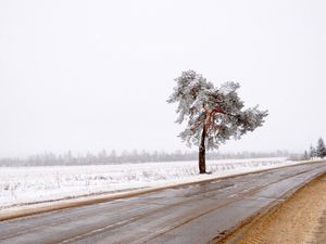 Preview wallpaper tree, road, lonely, snow, dirt