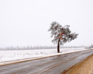 Preview wallpaper tree, road, lonely, snow, dirt