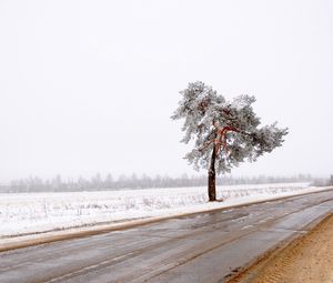 Preview wallpaper tree, road, lonely, snow, dirt