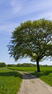 Preview wallpaper tree, road, shade, field