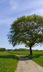 Preview wallpaper tree, road, shade, field