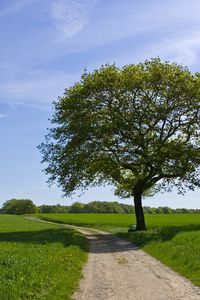 Preview wallpaper tree, road, shade, field