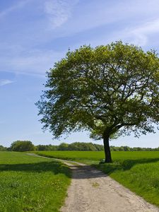 Preview wallpaper tree, road, shade, field