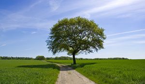 Preview wallpaper tree, road, shade, field