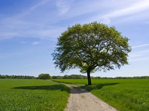 Preview wallpaper tree, road, shade, field