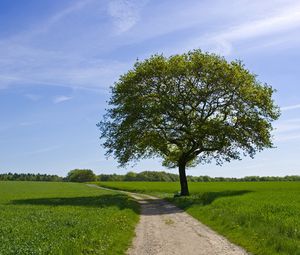 Preview wallpaper tree, road, shade, field