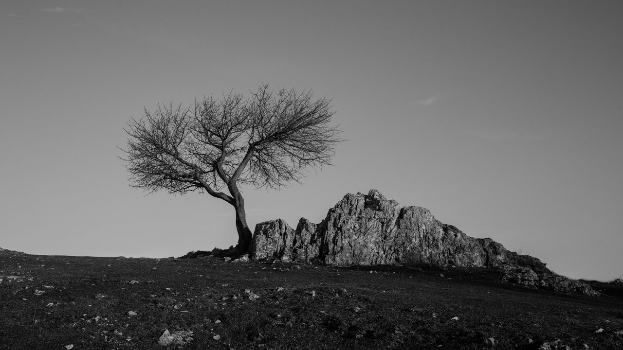 Wallpaper tree, rock, bw, minimalism
