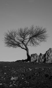 Preview wallpaper tree, rock, bw, minimalism