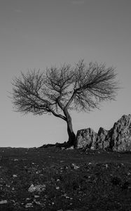 Preview wallpaper tree, rock, bw, minimalism