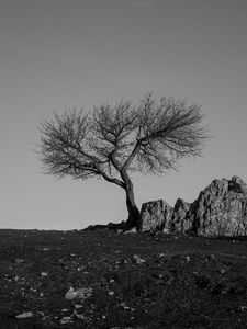 Preview wallpaper tree, rock, bw, minimalism