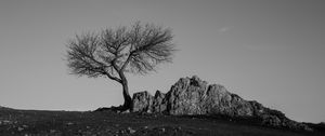 Preview wallpaper tree, rock, bw, minimalism