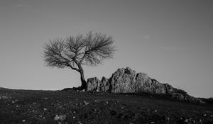 Preview wallpaper tree, rock, bw, minimalism
