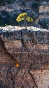 Preview wallpaper tree, rock, cliff, nature