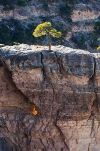 Preview wallpaper tree, rock, cliff, nature