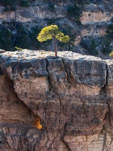 Preview wallpaper tree, rock, cliff, nature