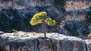 Preview wallpaper tree, rock, cliff, nature