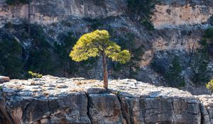 Preview wallpaper tree, rock, cliff, nature