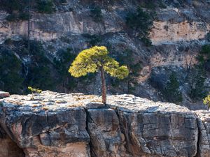 Preview wallpaper tree, rock, cliff, nature