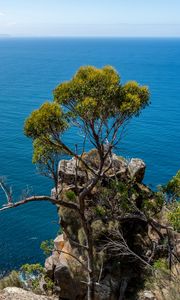 Preview wallpaper tree, rock, sea, landscape