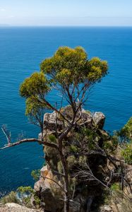 Preview wallpaper tree, rock, sea, landscape