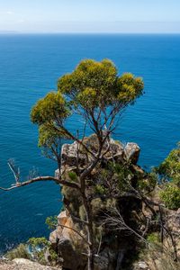 Preview wallpaper tree, rock, sea, landscape