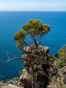 Preview wallpaper tree, rock, sea, landscape