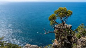 Preview wallpaper tree, rock, sea, landscape