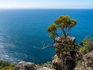 Preview wallpaper tree, rock, sea, landscape