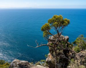 Preview wallpaper tree, rock, sea, landscape